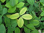 绿色植物