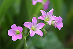 粉色小野花