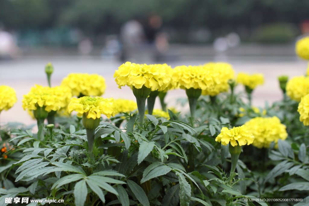 菊花