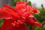 扶桑花