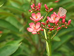 红花
