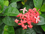 龙船花