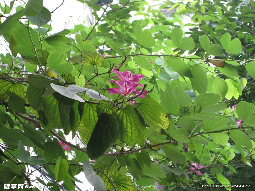 紫荆花