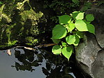 绿色植物
