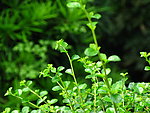 绿色植物