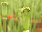 郁金香花蕊 花托