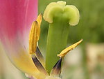 郁金香花蕊