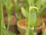 郁金香花蕊