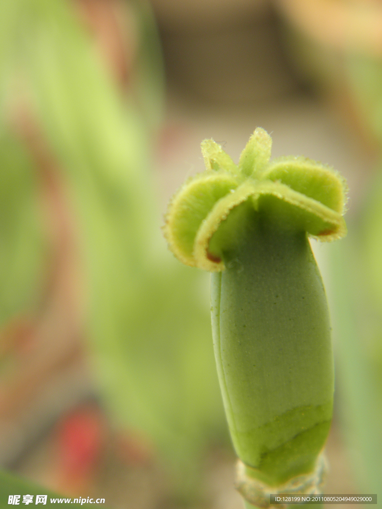 郁金香花蕊 花托