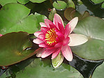莲花