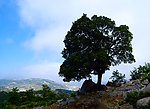 崂山古树