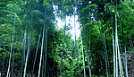 竹林
