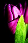 紫郁金香花蕊