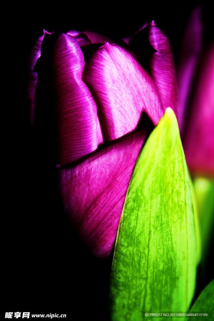 紫郁金香花蕊