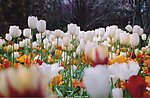 白色郁金香花海