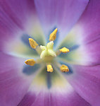 紫郁金香花蕊