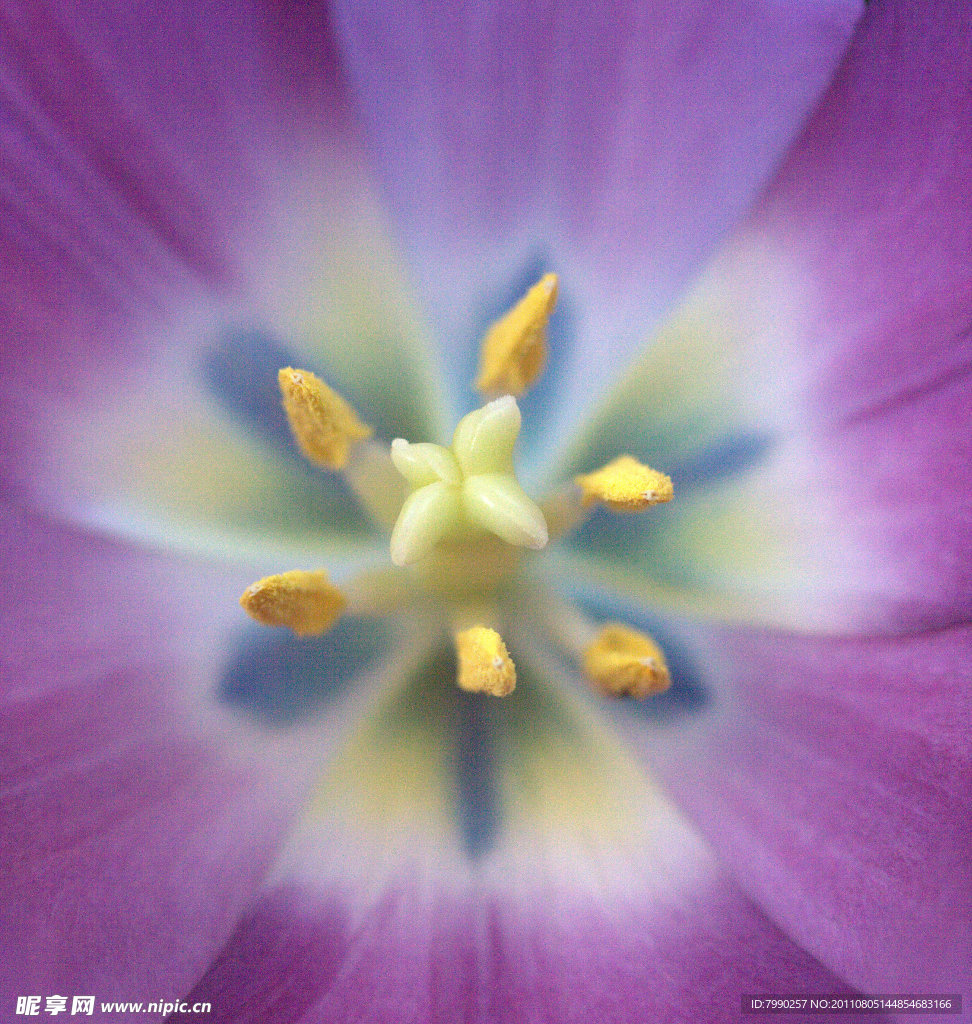 紫郁金香花蕊