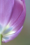 紫郁金香花蕊