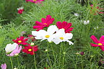 格桑花