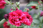 芍药