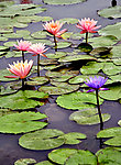粉红与淡紫色莲花