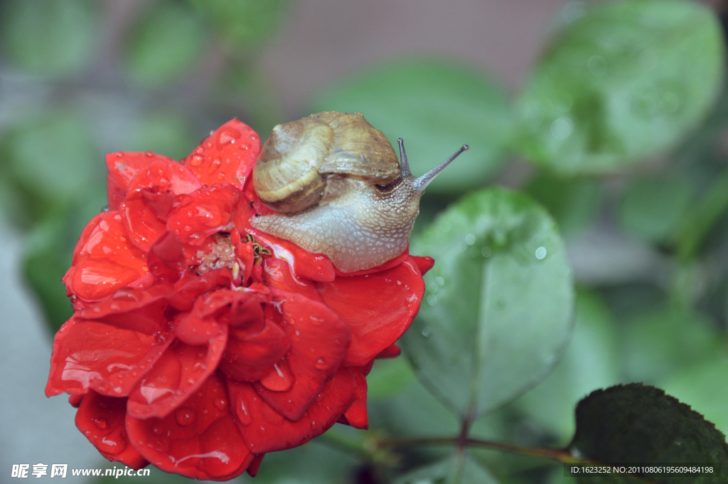 鲜花与蜗牛