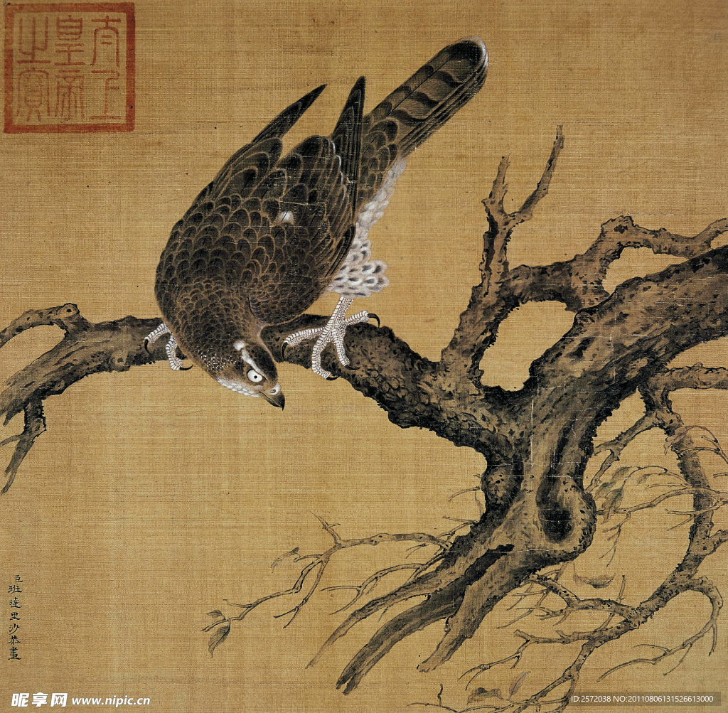 树枝上的苍鹰