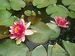 莲花