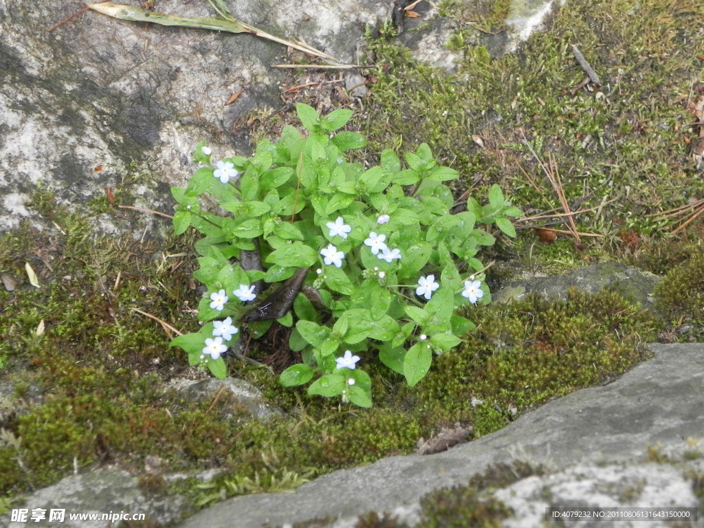 秦岭野生花草