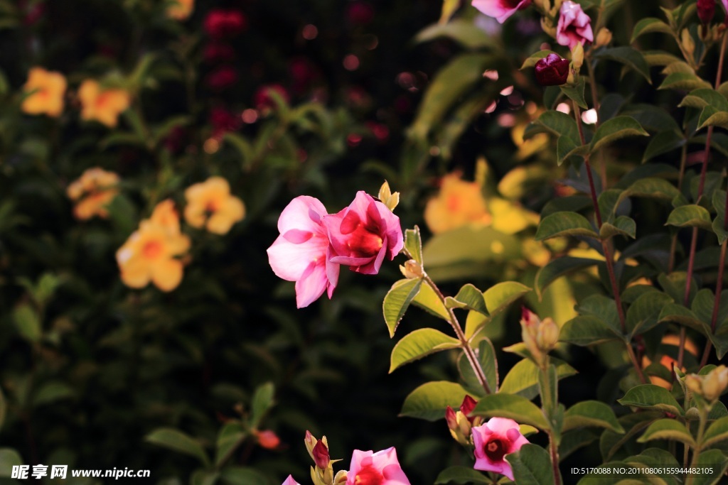 鲜花