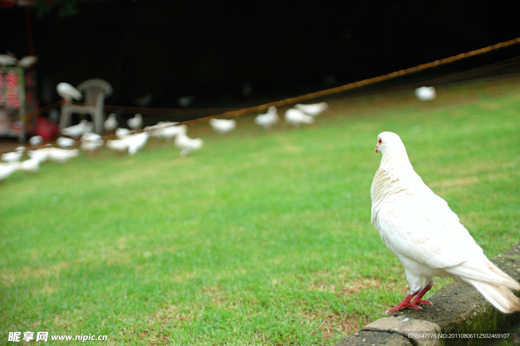 公园白鸽