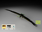 雄鹰老鹰苍鹰3D三维模型建模