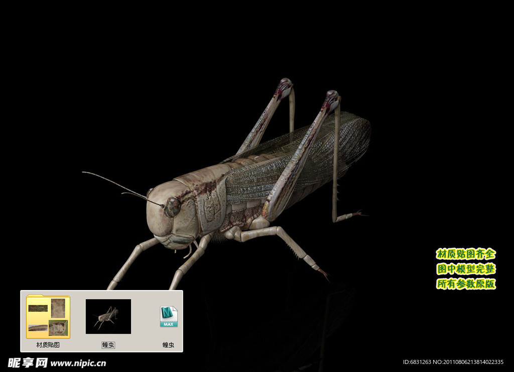 蝗虫蚱蜢蚂蚱老扁担蝈蝈3D三维模型建模