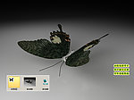 黑色蝴蝶3D三维模型建模