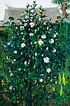 木槿花