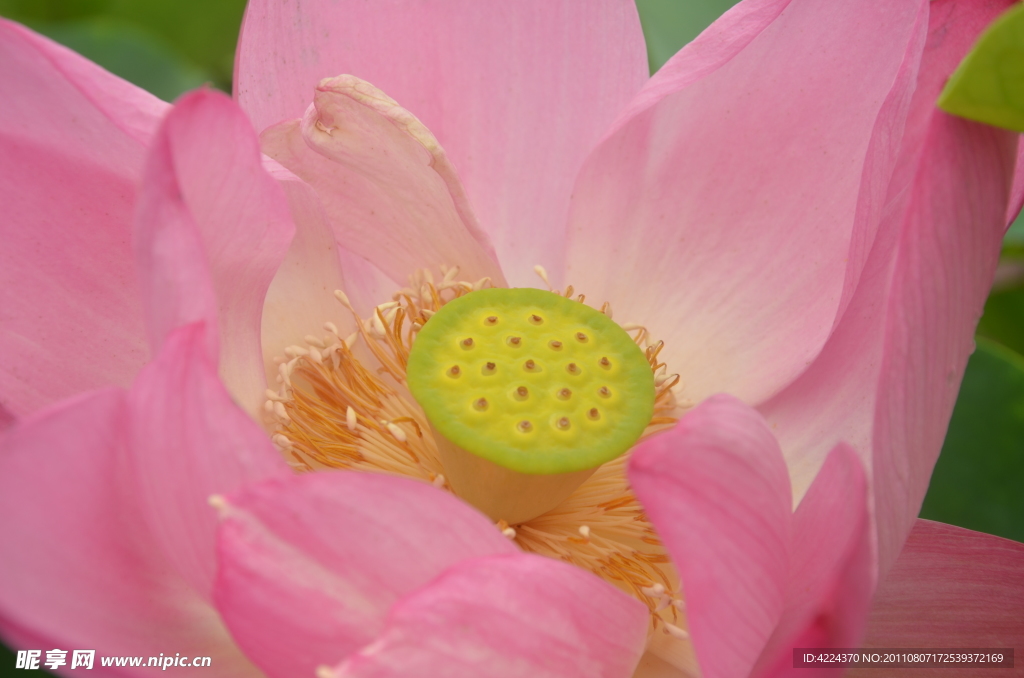 菏花