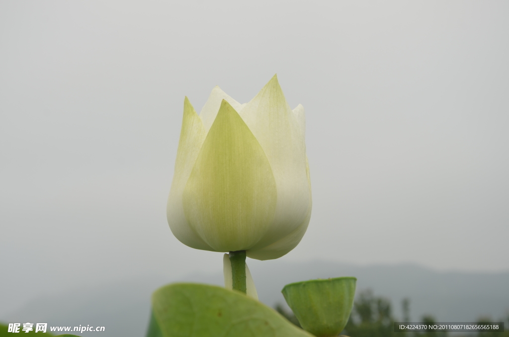 菏花