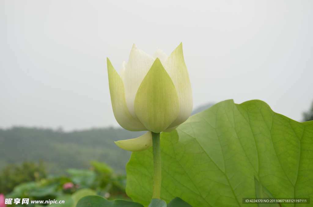 菏花