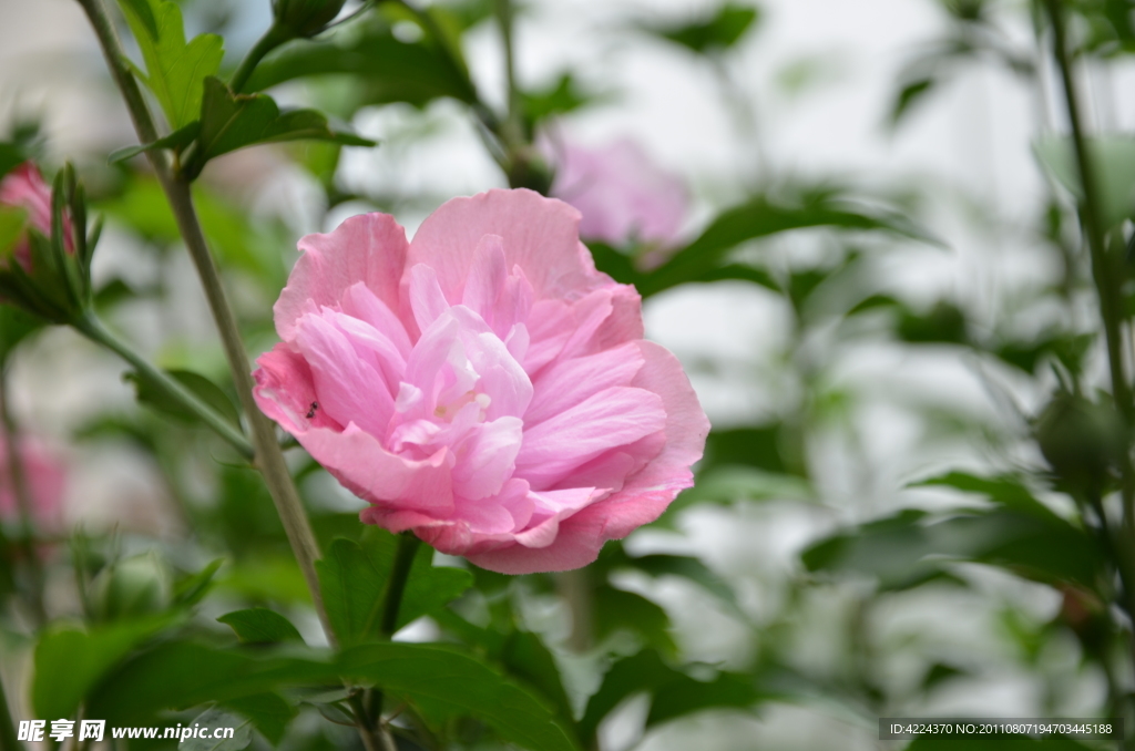 木槿花