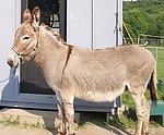 短腿马