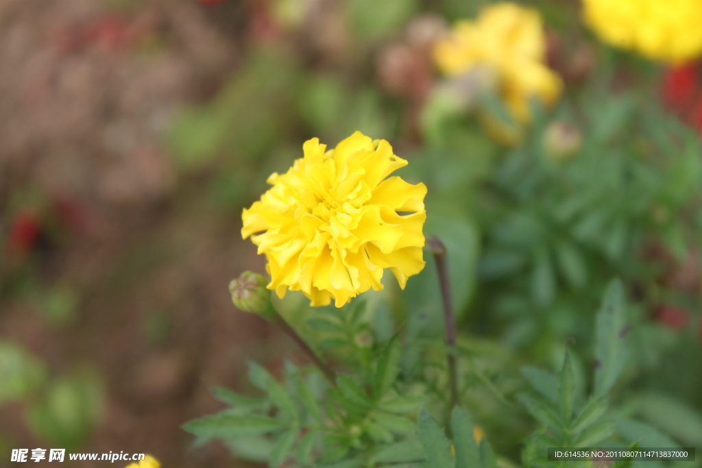 小花