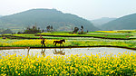油菜花美景