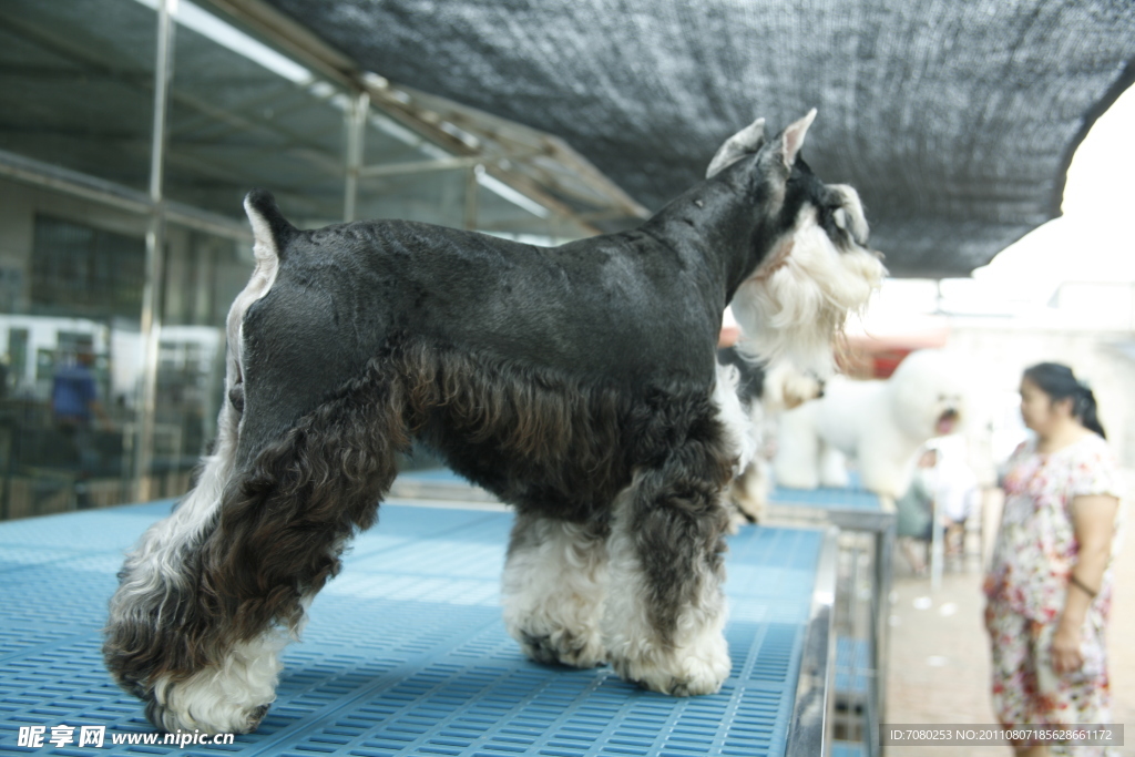 捷克梗犬 狗