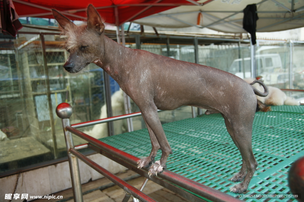 中国冠毛犬