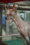 中国冠毛犬