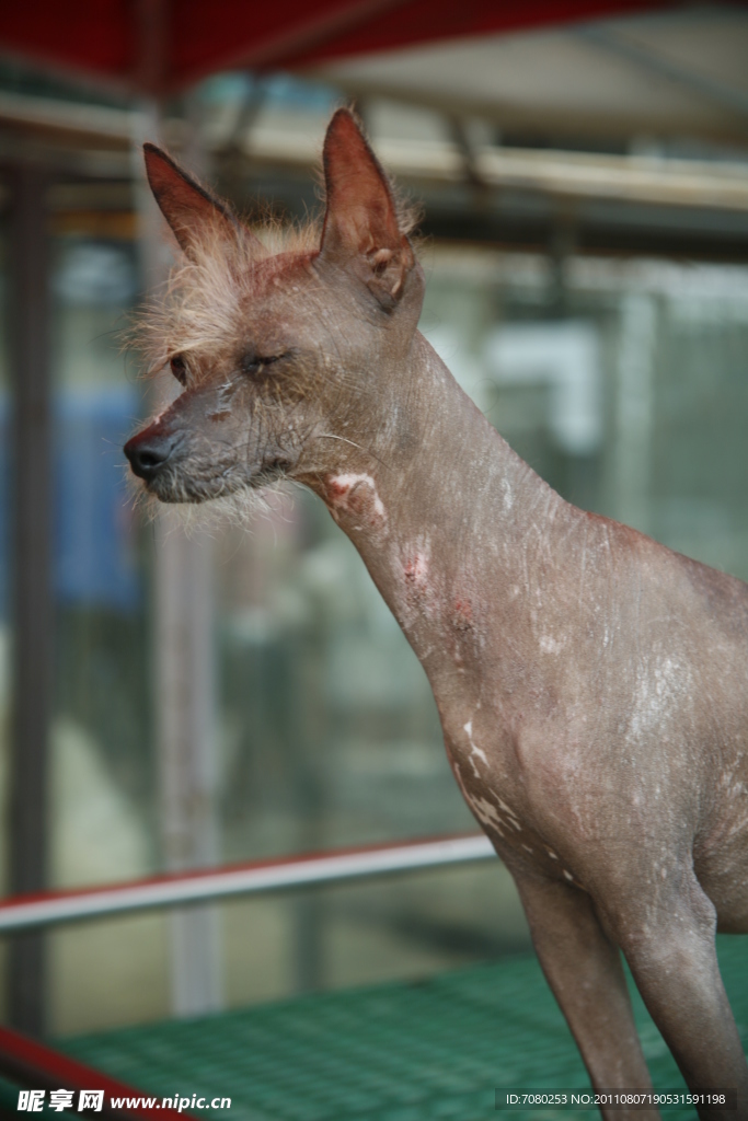 中国冠毛犬