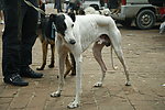 惠比特犬 狗