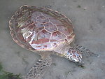 大乌龟 大海龟