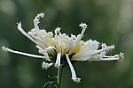 白菊花