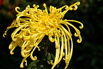 黄菊花